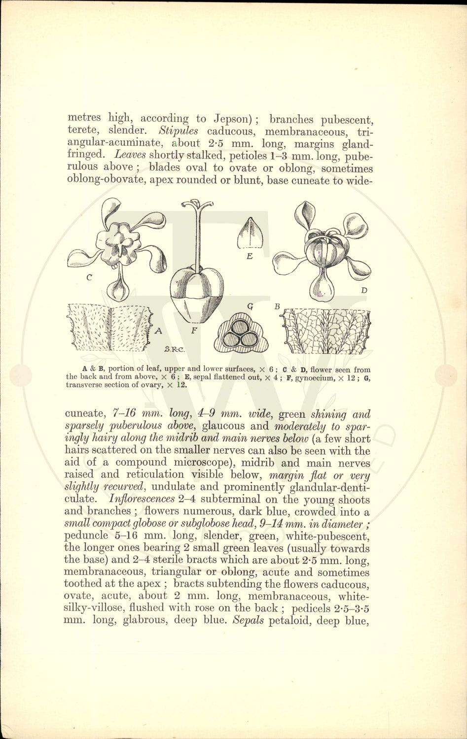 Plate 9540 - Ceanothus foliosus