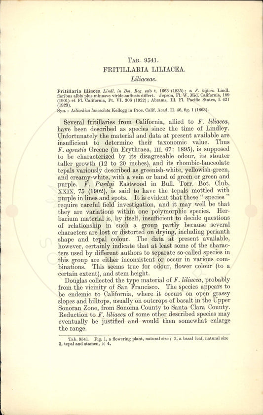 Plate 9541 - Fritillaria liliacea