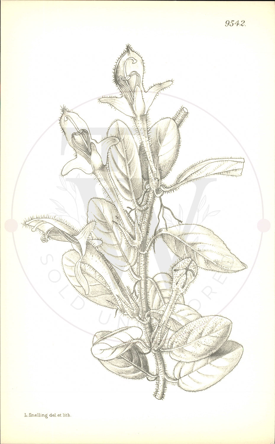 Plate 9542 - Columnea hirta