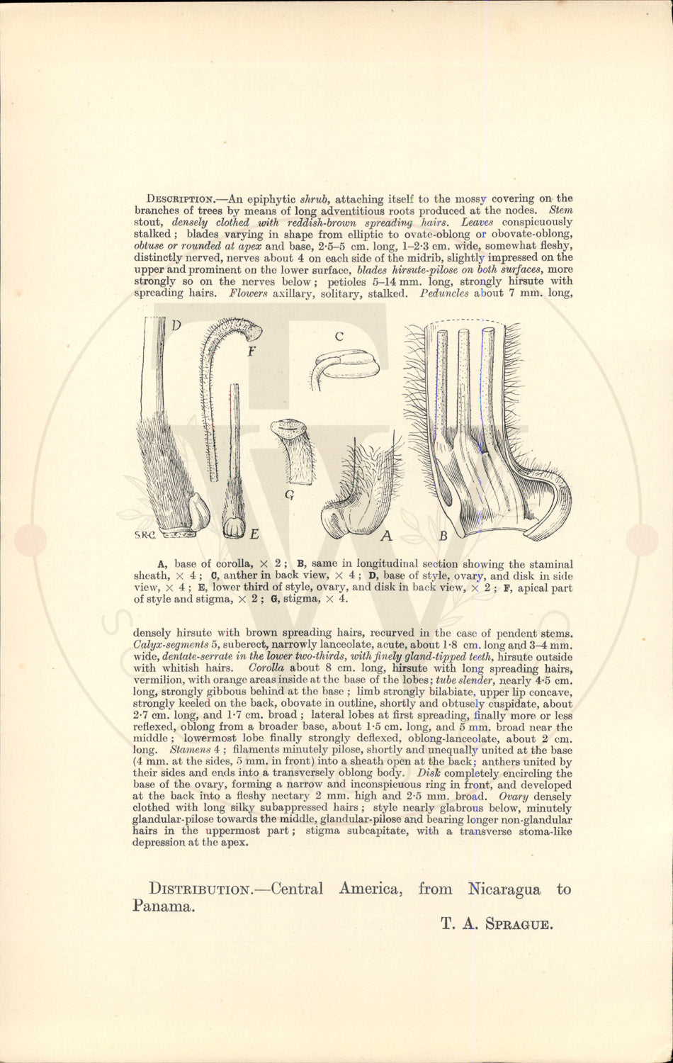 Plate 9542 - Columnea hirta