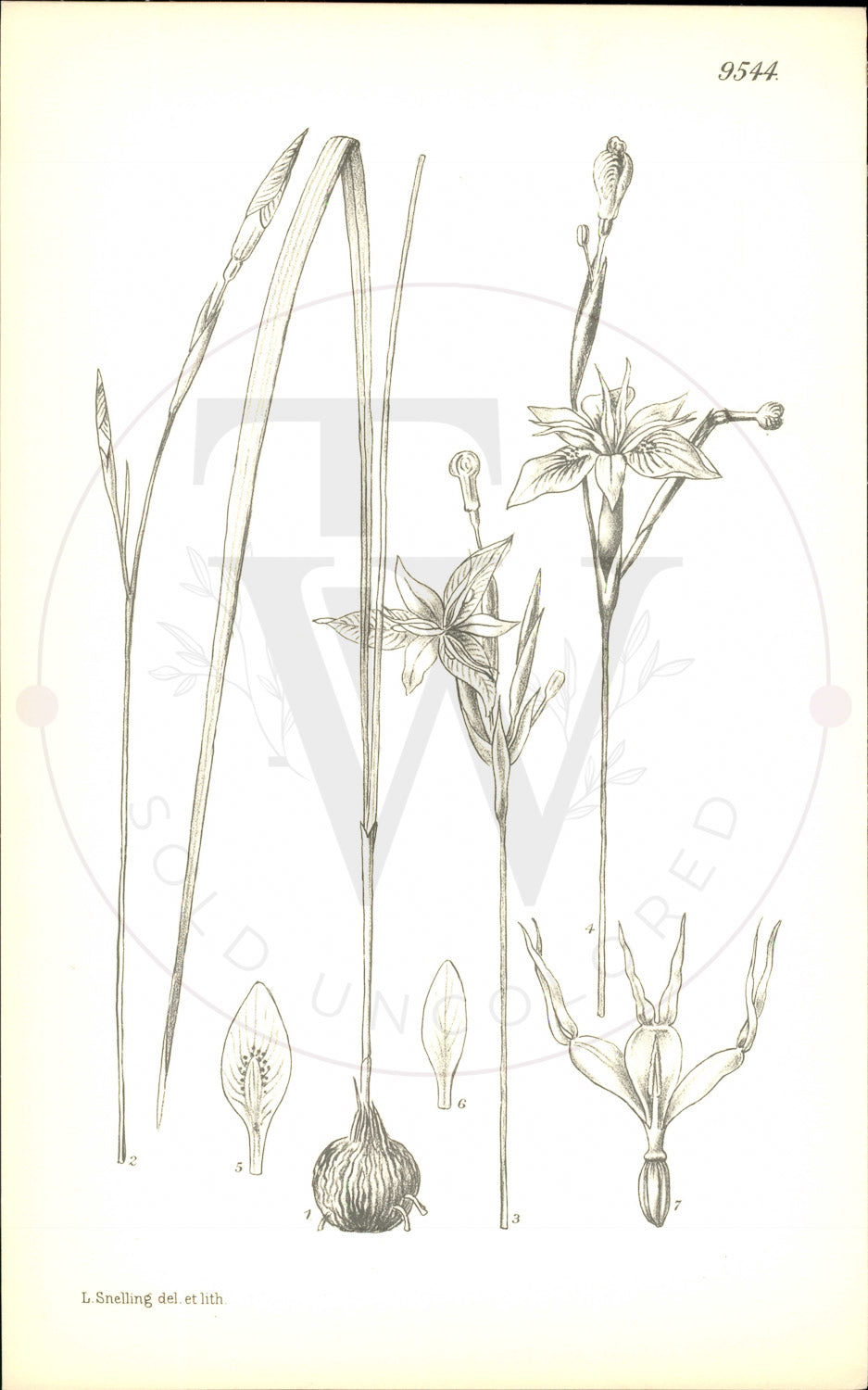 Plate 9544 - Moraea carsoni