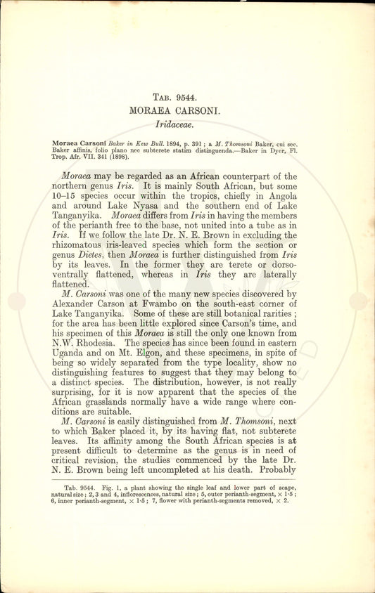 Plate 9544 - Moraea carsoni