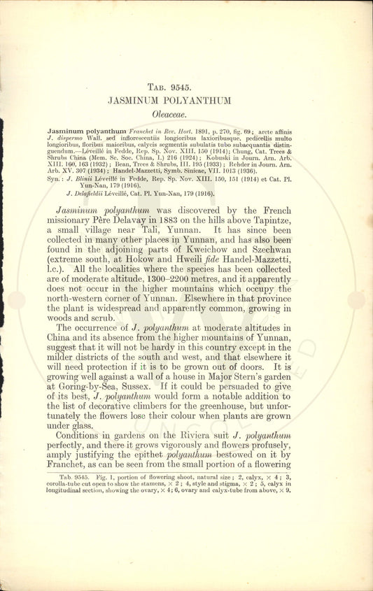 Plate 9545 - Jasminum polyanthum