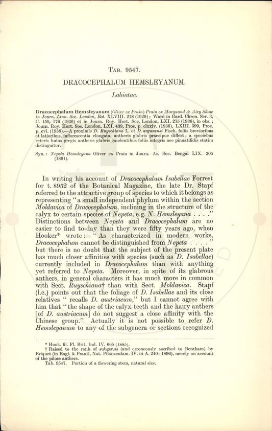 Plate 9547 - Dracocephalum hemsleyanum