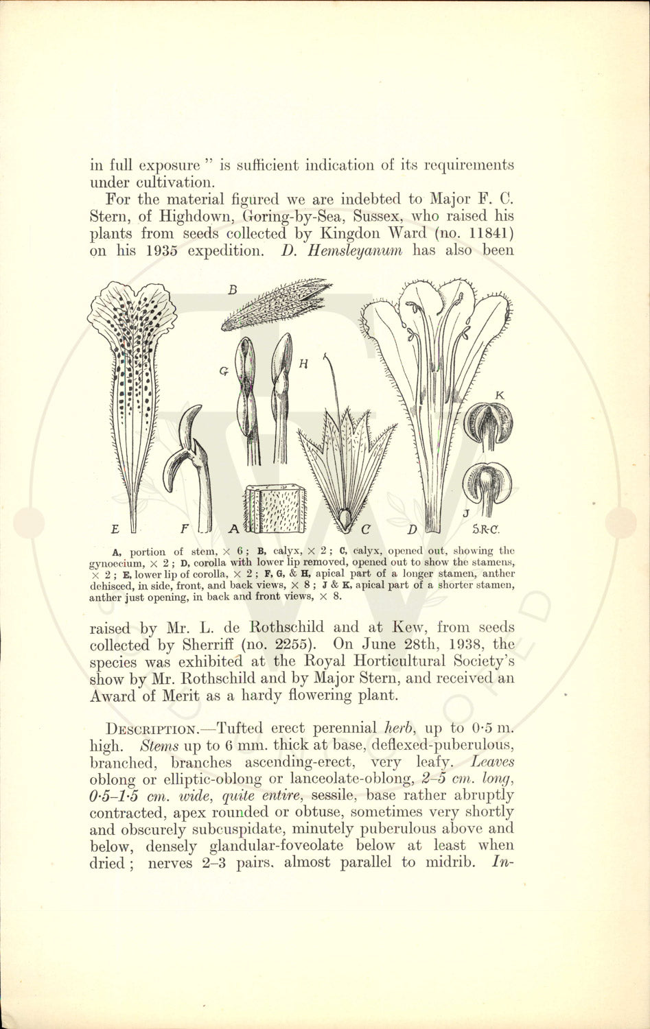 Plate 9547 - Dracocephalum hemsleyanum