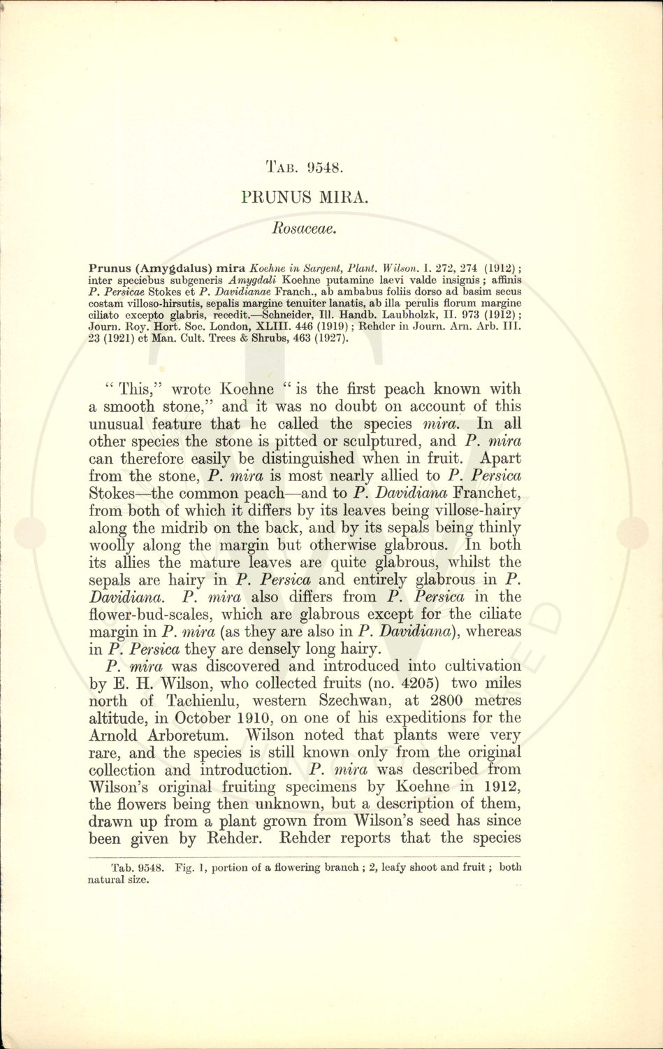 Plate 9548 - Prunus mira