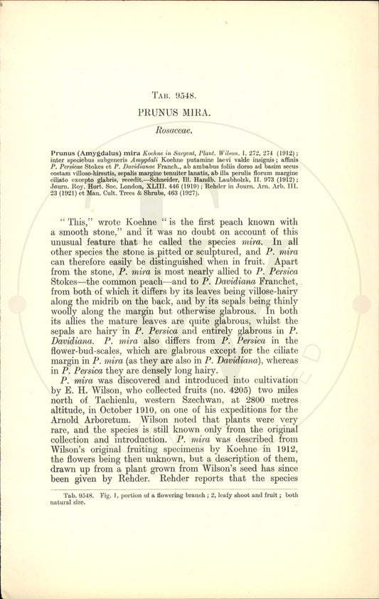 Plate 9548 - Prunus mira