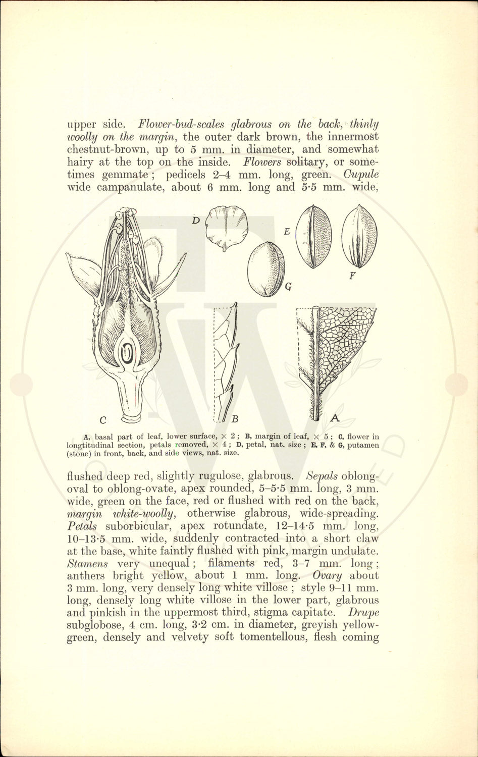 Plate 9548 - Prunus mira