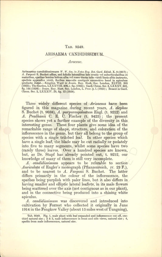 Plate 9549 - Arisaema candidissimum