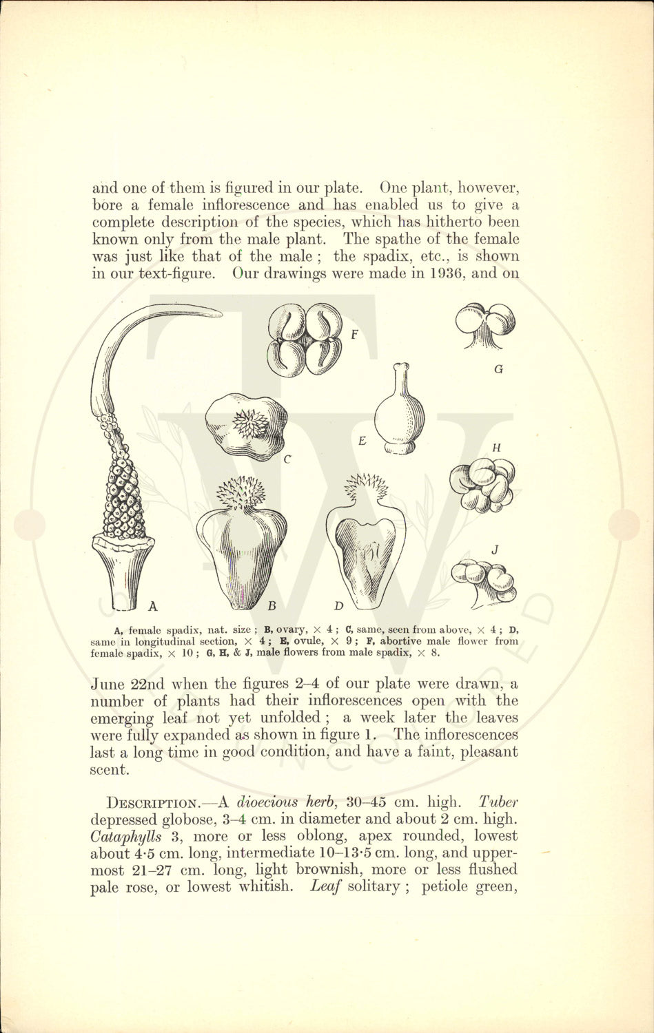 Plate 9549 - Arisaema candidissimum