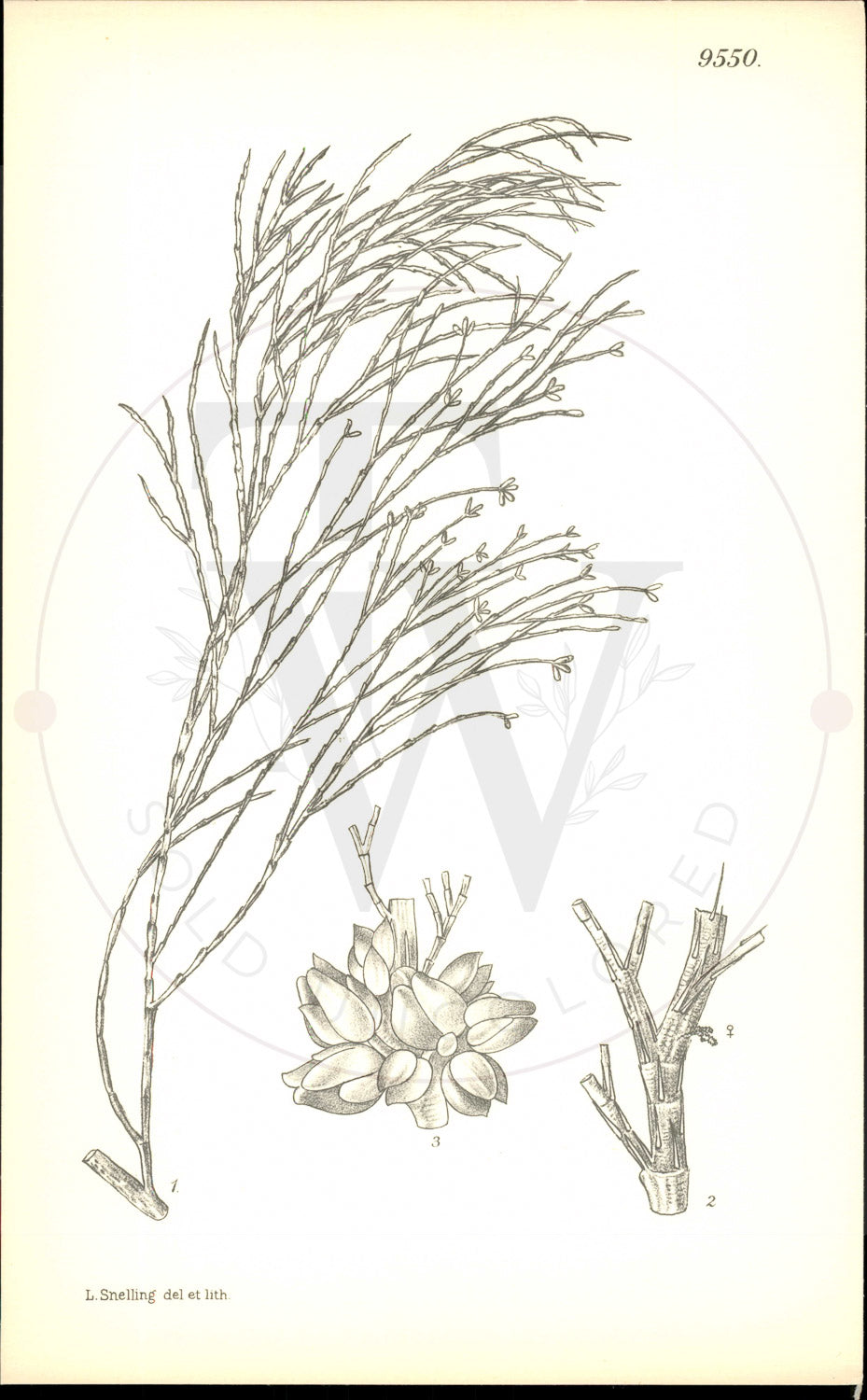 Plate 9550 - Callitris oblonga