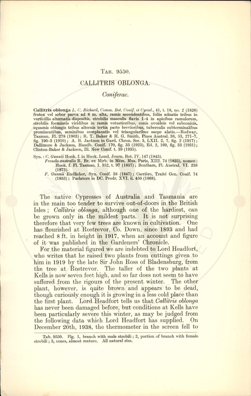 Plate 9550 - Callitris oblonga