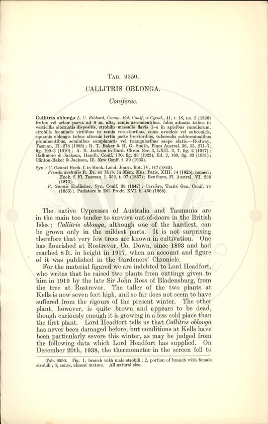 Plate 9550 - Callitris oblonga