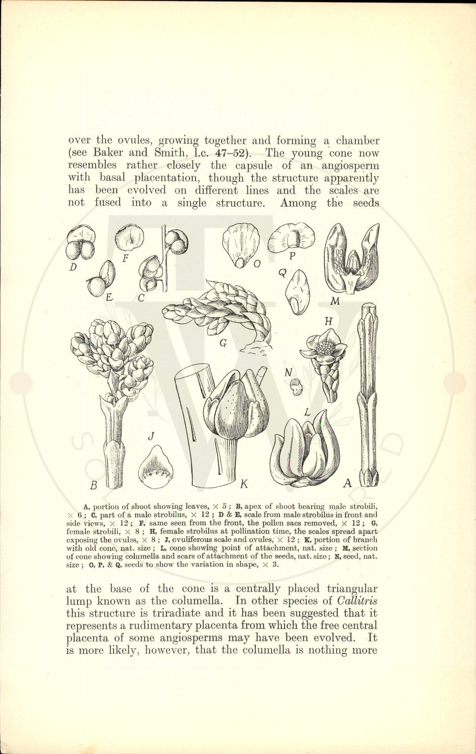 Plate 9550 - Callitris oblonga