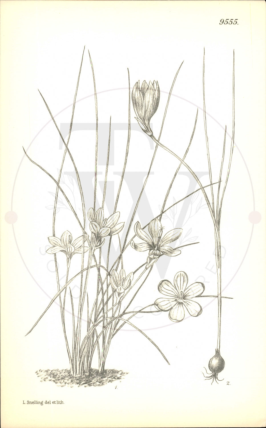 Plate 9555 - Romulea requienii