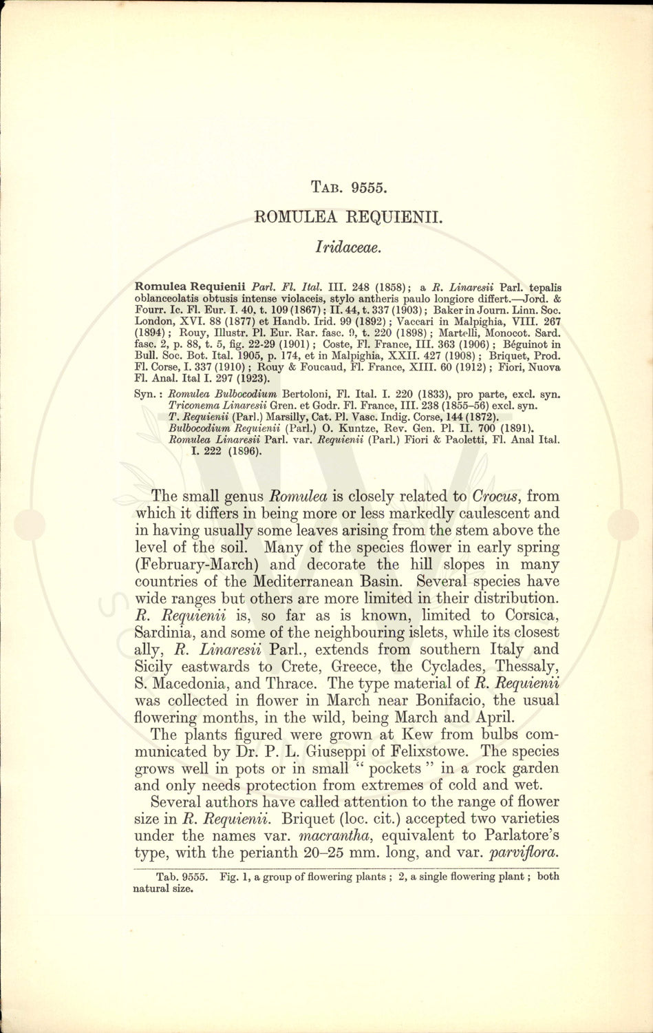 Plate 9555 - Romulea requienii
