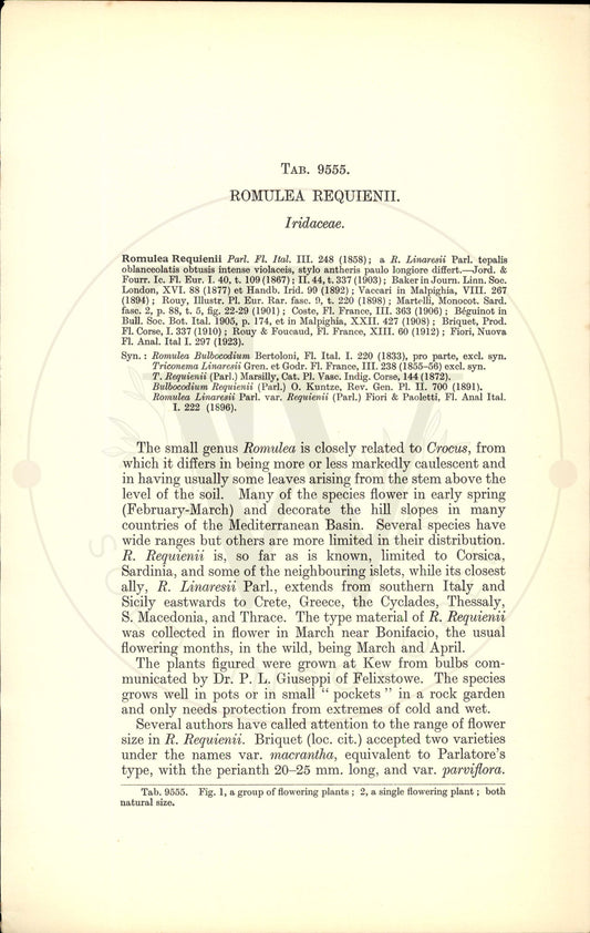 Plate 9555 - Romulea requienii