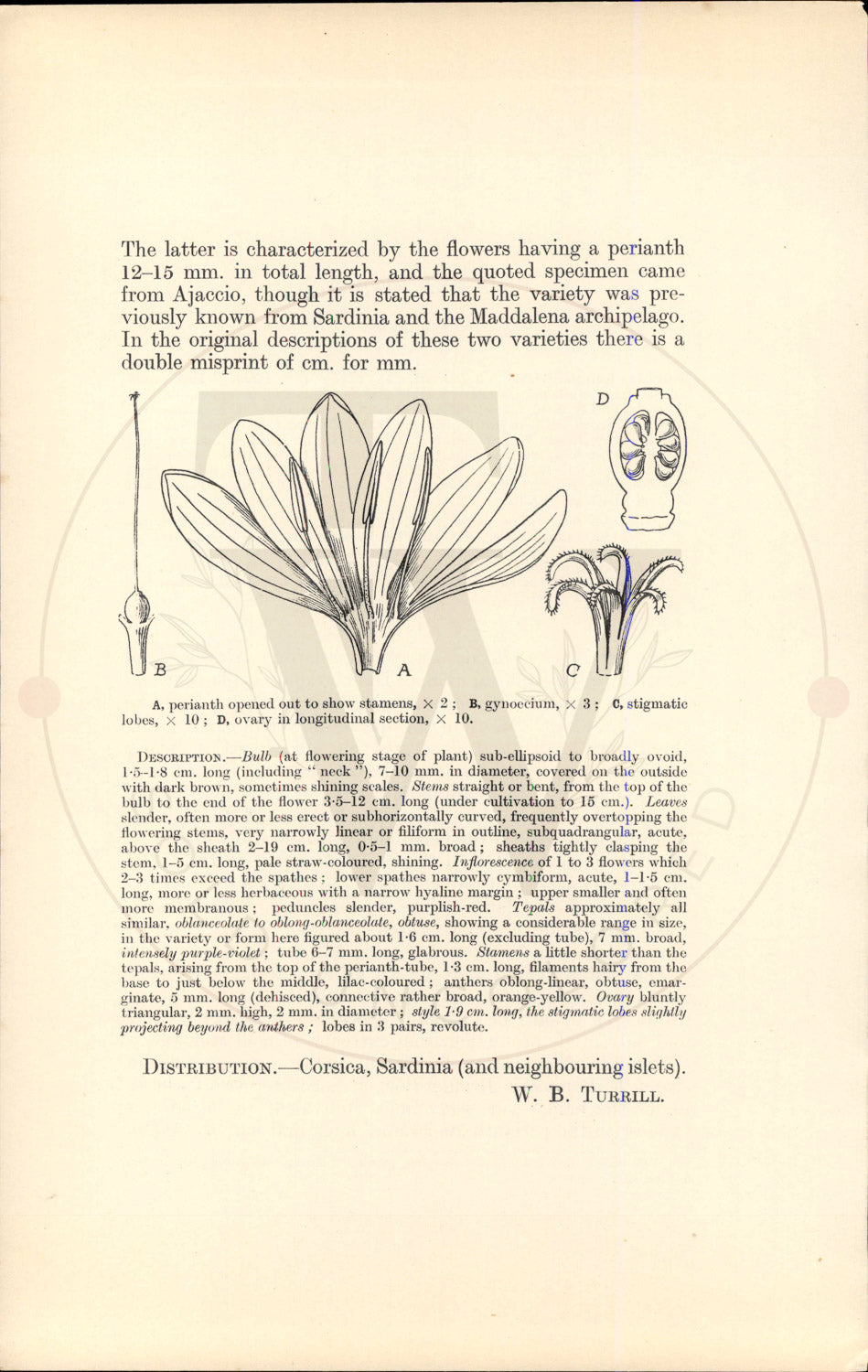 Plate 9555 - Romulea requienii