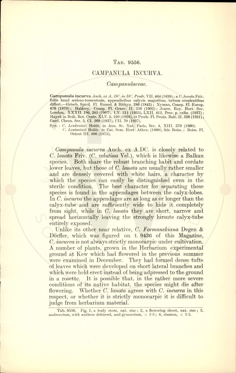 Plate 9556 - Campanula incurva