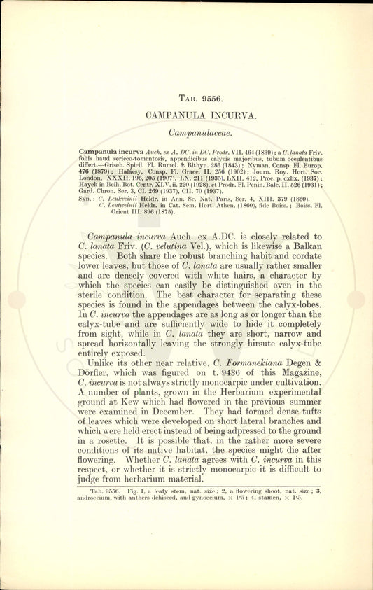 Plate 9556 - Campanula incurva