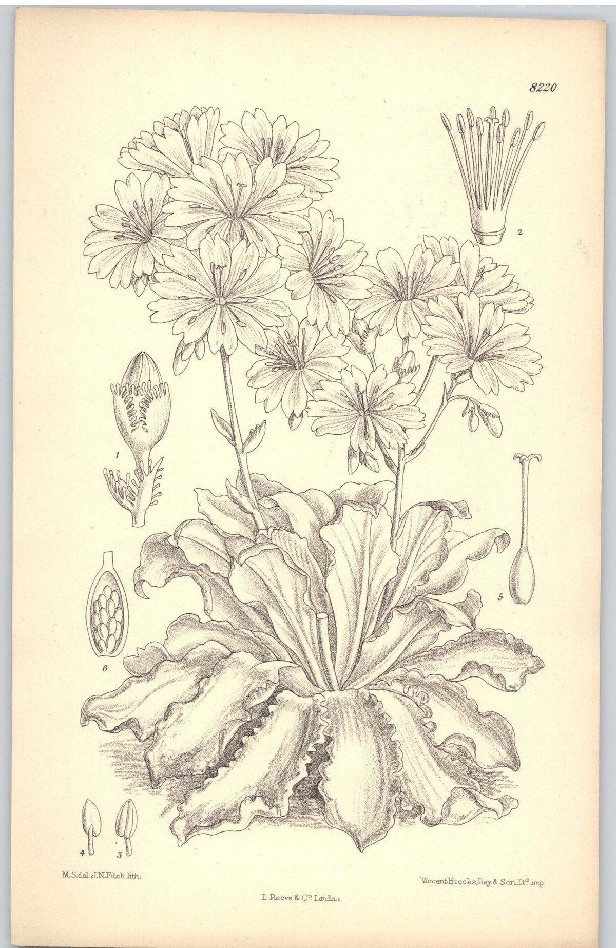Curtis Botanical Magazine plate 8220