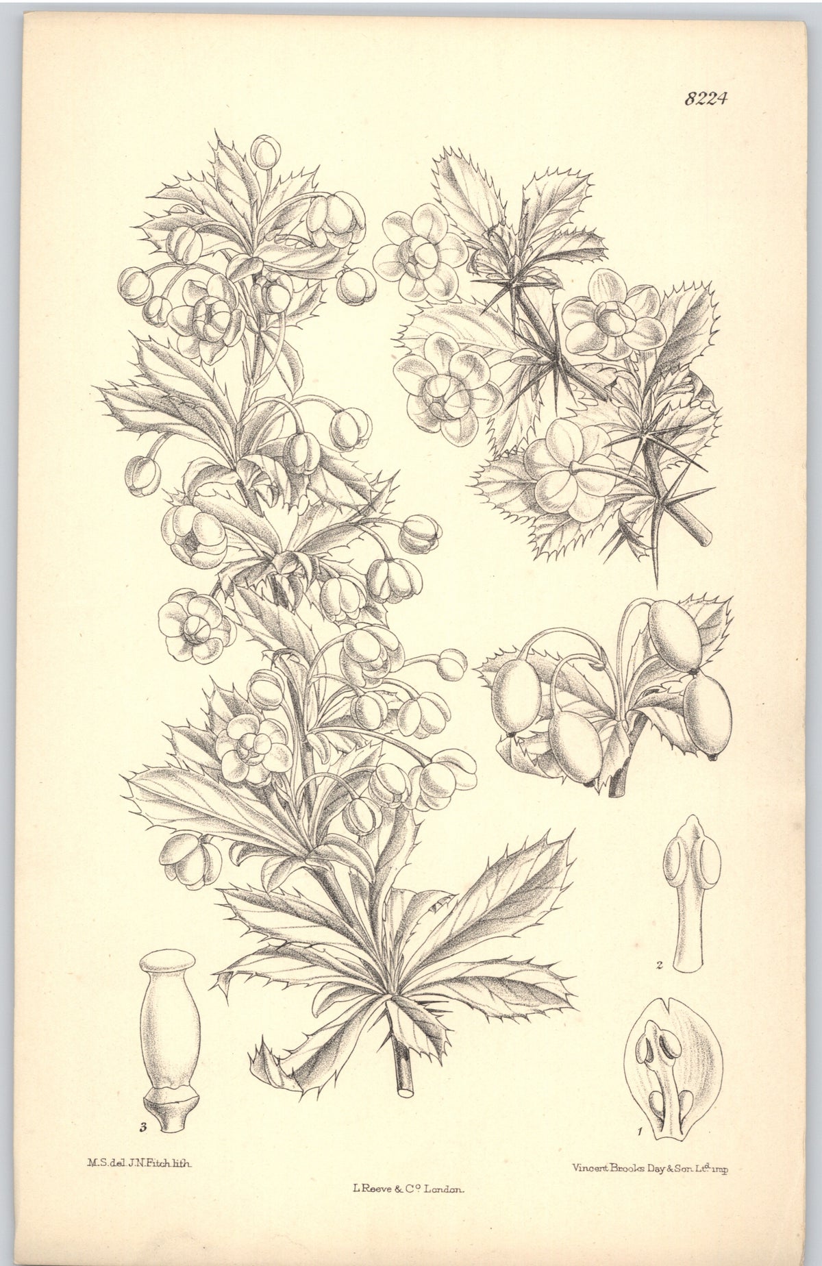Curtis Botanical Magazine plate 8224