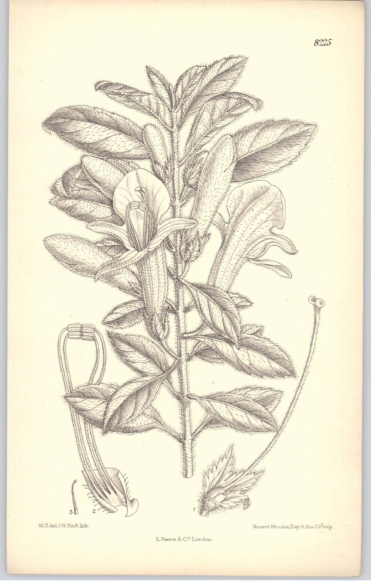 Curtis Botanical Magazine plate 8225