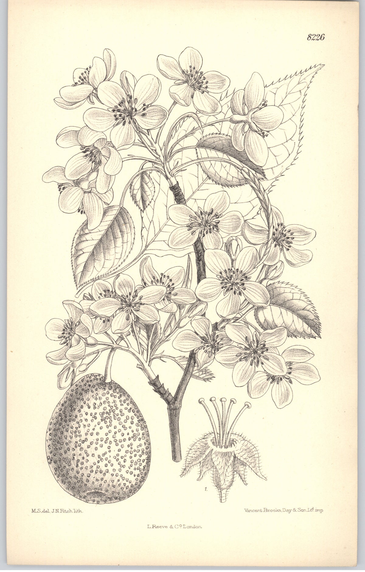 Curtis Botanical Magazine plate 8226