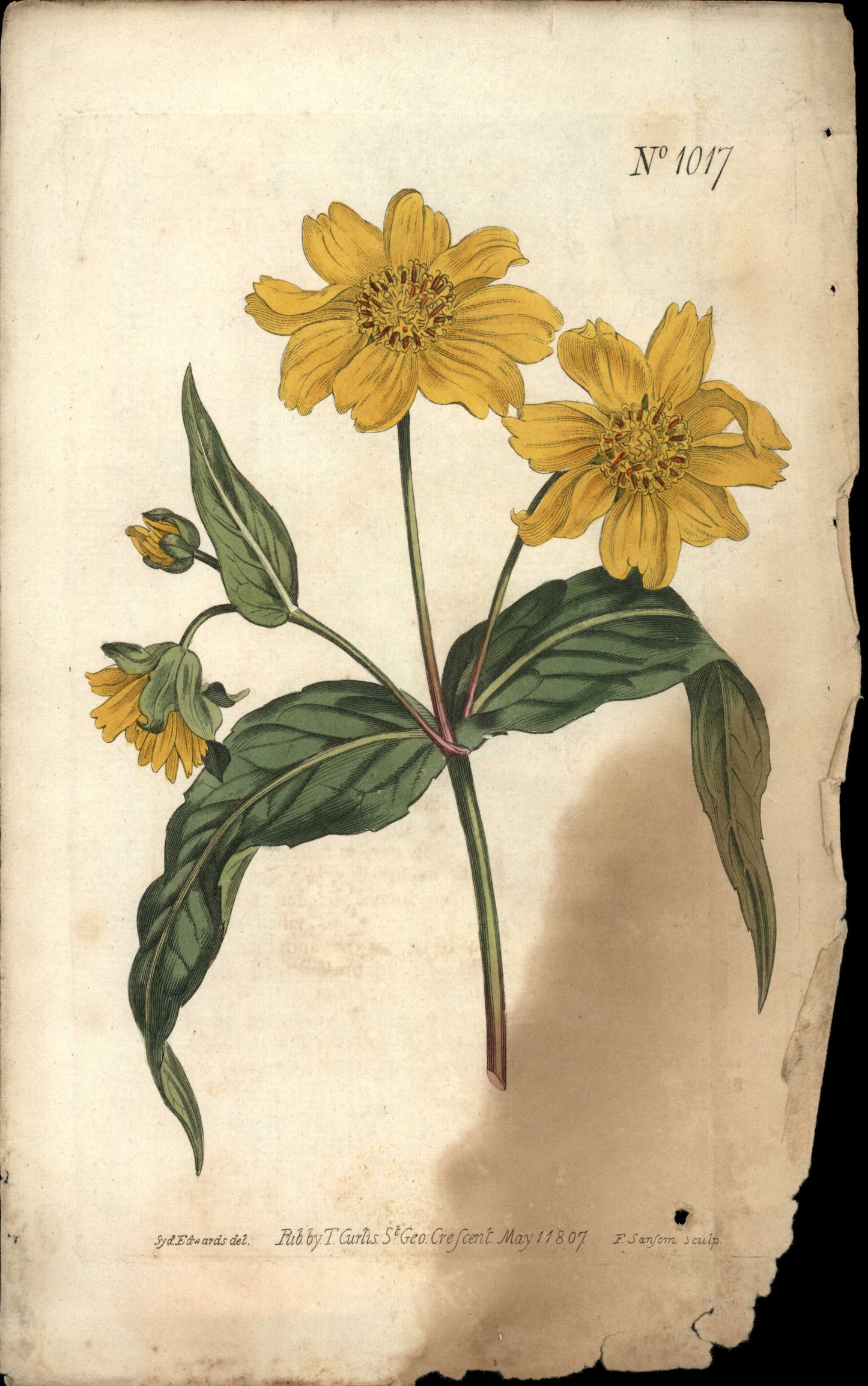 Plate 1017 - Oil-seed Verbesina