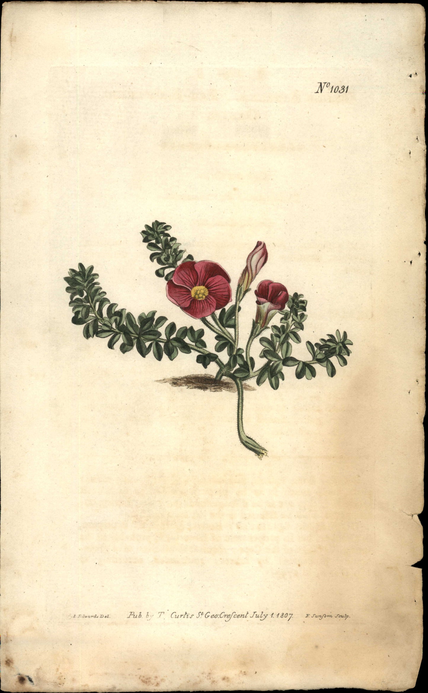 Plate 1031 - Red-flowered Oxalis