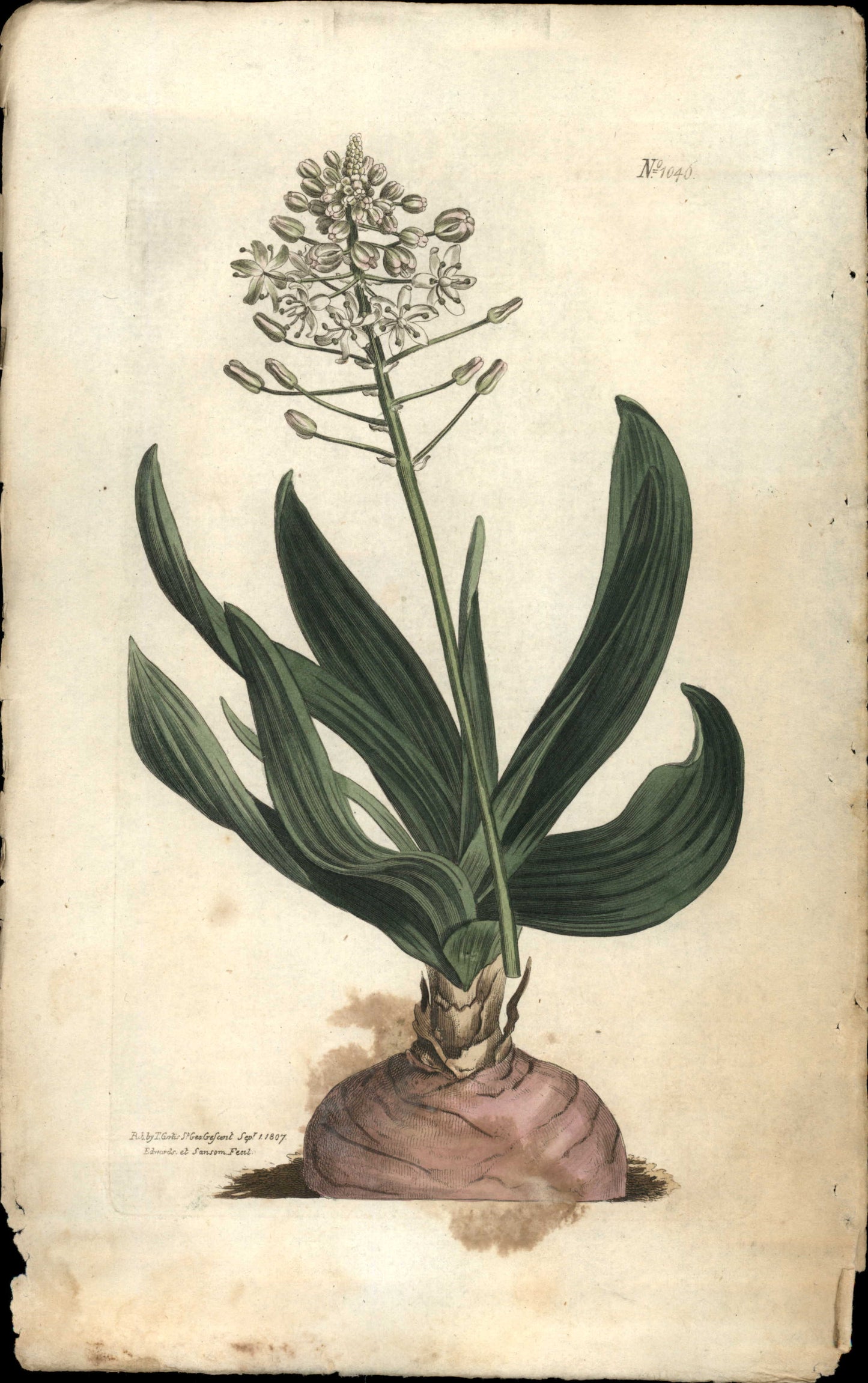 Plate 1046 - Dingy-flowered Albuca