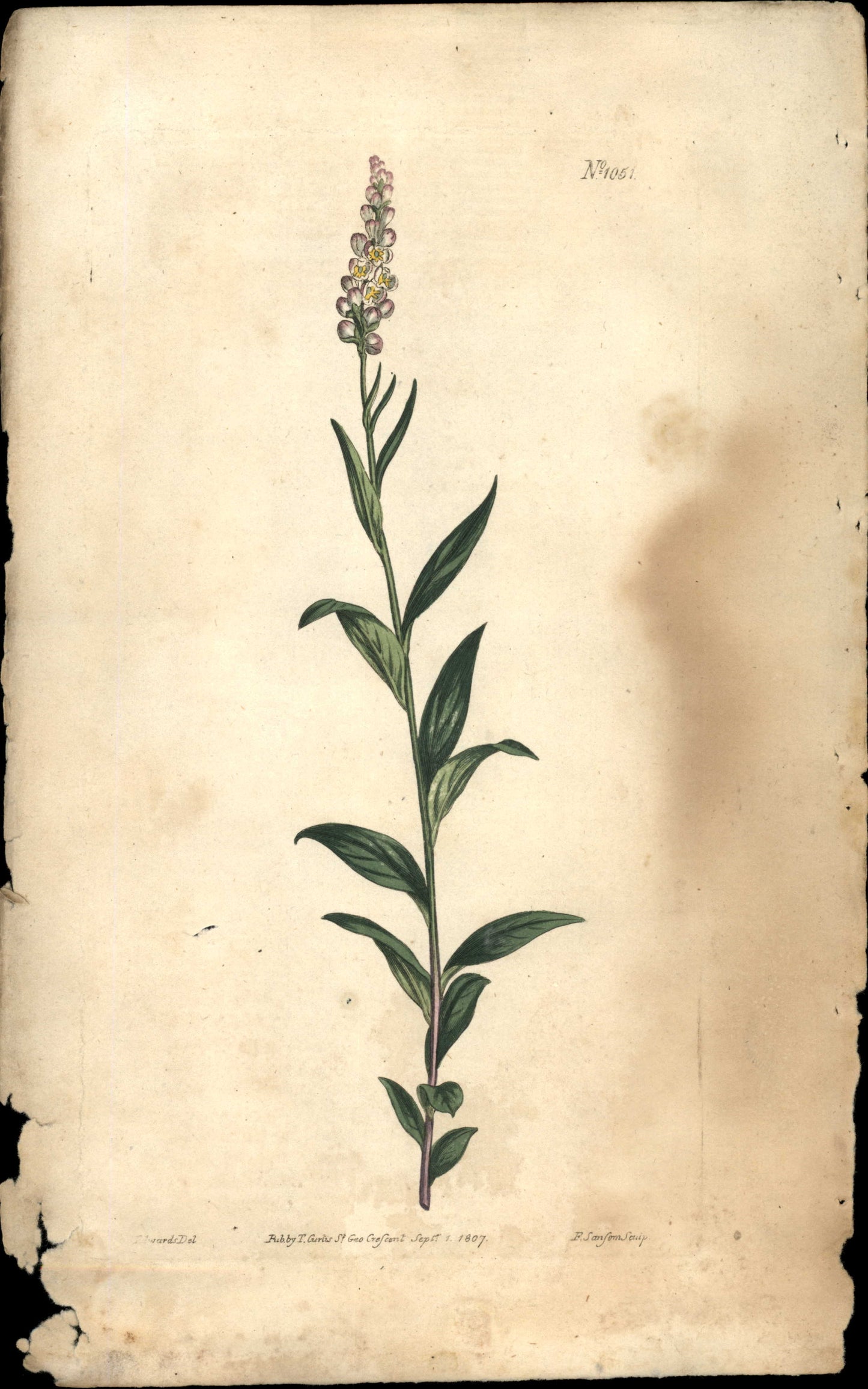Plate 1051 - Polygala Senega