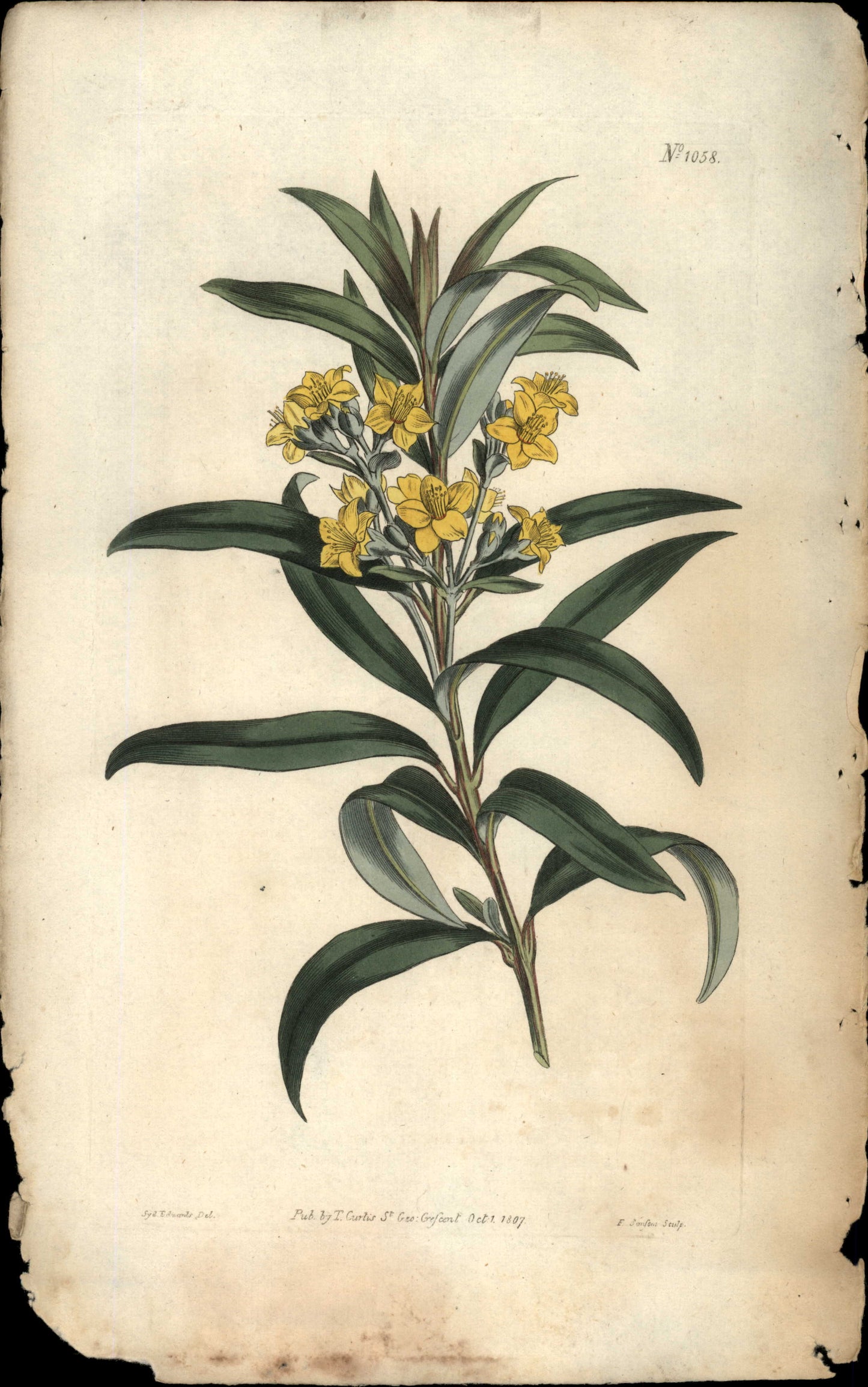 Plate 1058 - Oleander- Leaved Melaleuca