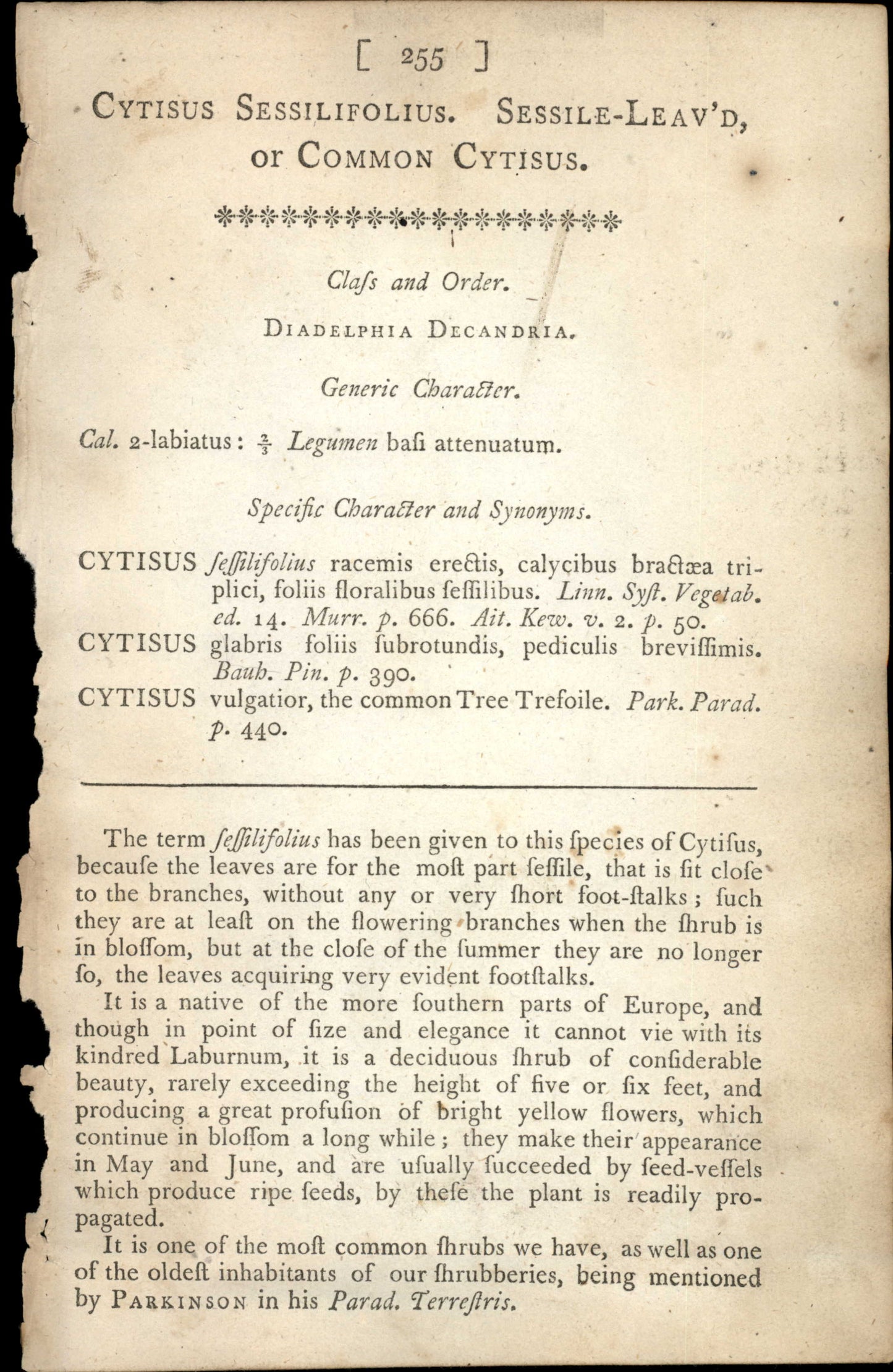Curtis Botanical – Plate 255 – Sessiile Leaved or common Cytisus