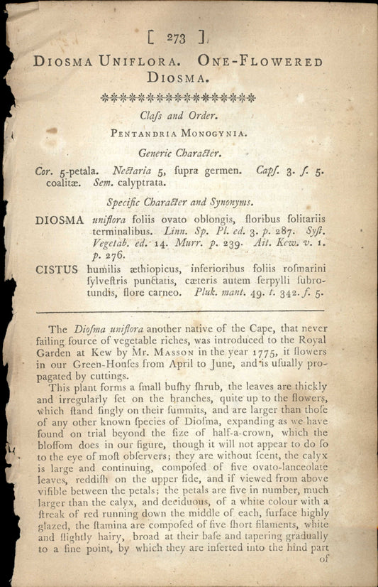 Curtis Botanical – Plate 273 – One Flowered Diosma