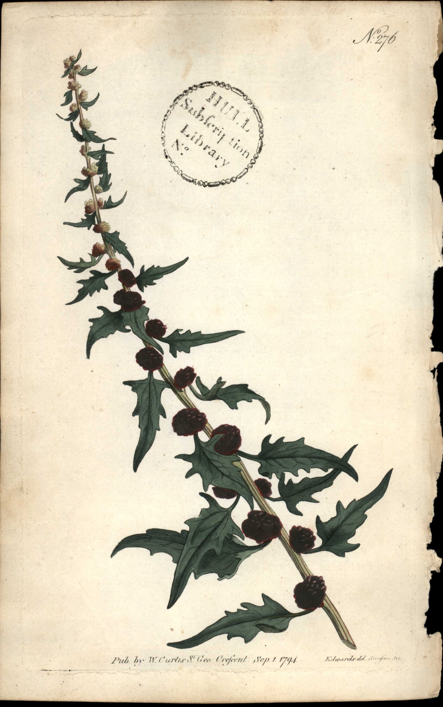 Plate 276 - Blitum Virgatum