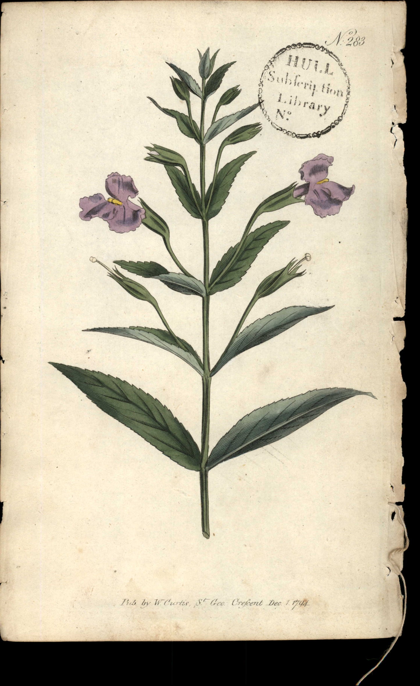 Plate 283 - Narrow-leaved Monkey-flower