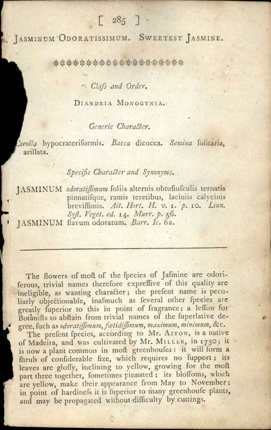 Plate 285 - Sweetest Jasmine