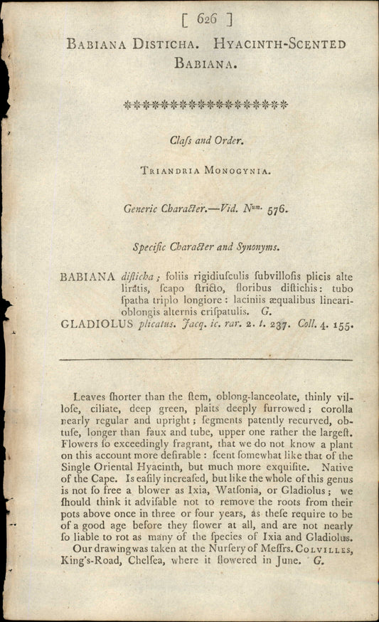 Plate 626 - Babiana HYACINTH