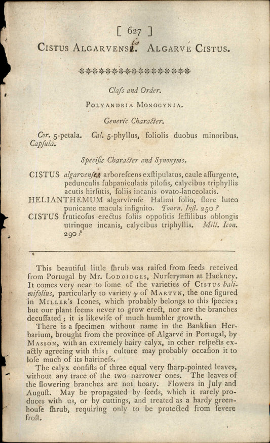 Plate 627 - Algarve Cistus