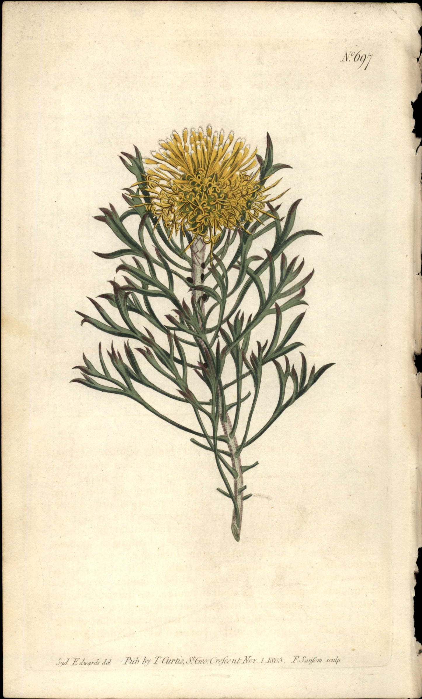 Plate 697 - Protea Anemonifolia