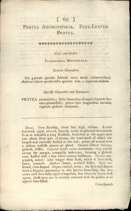 Plate 697 - Protea Anemonifolia