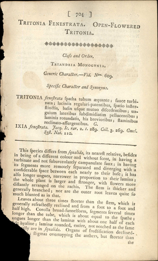 Plate 704 - Open-flowered Tritonia