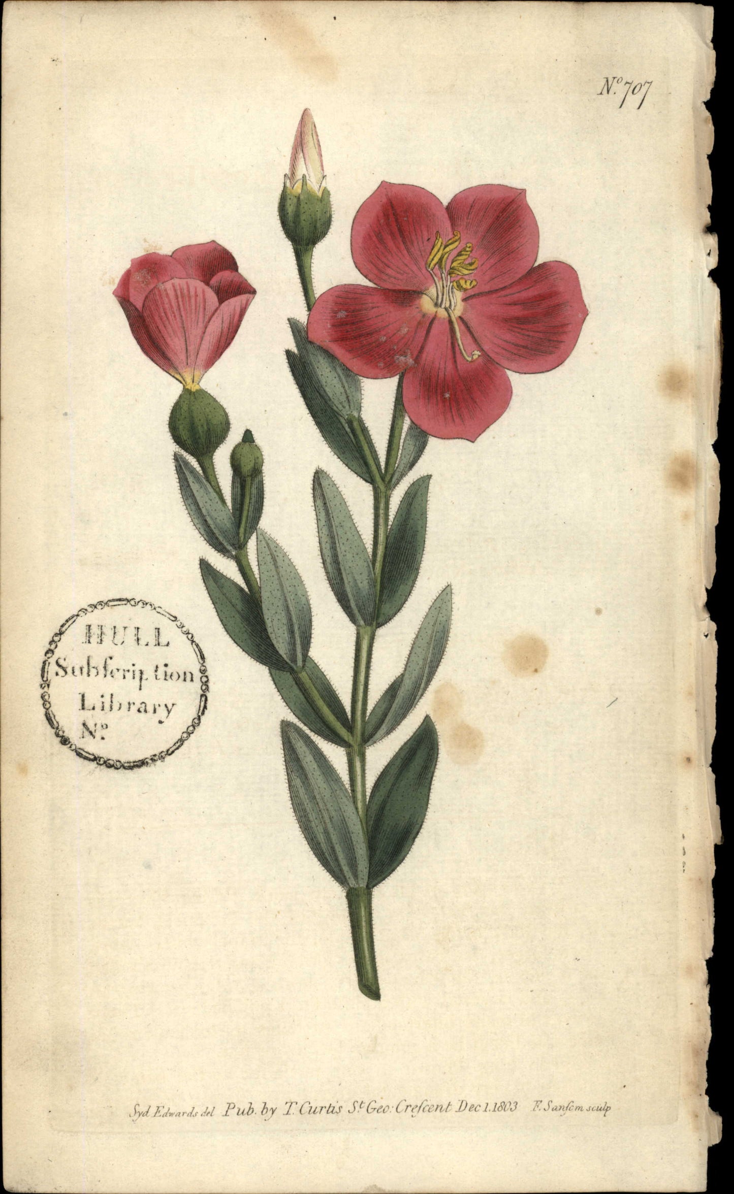 Plate 707 - Chironia Decussata