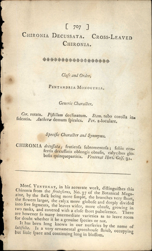 Plate 707 - Chironia Decussata