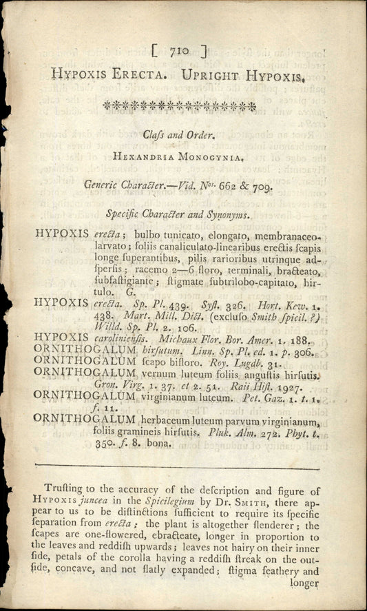 Plate 710 - Hypoxis Erecta