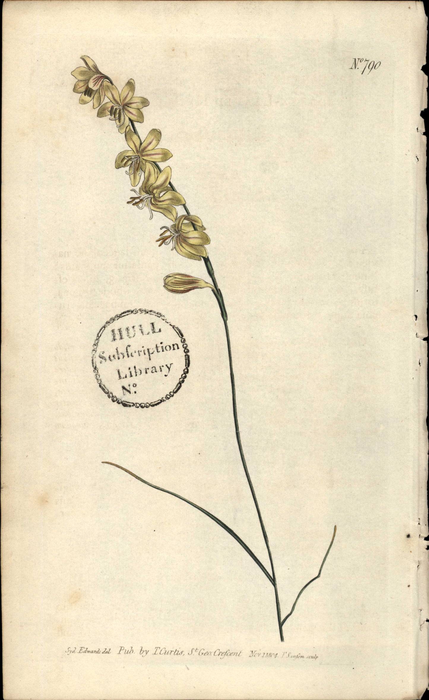 Plate 790 - Leaved Hesperantha