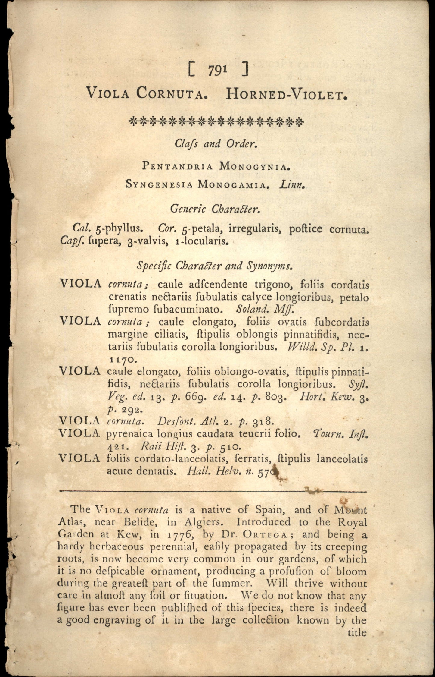 Plate 791 - Viola Cornuta