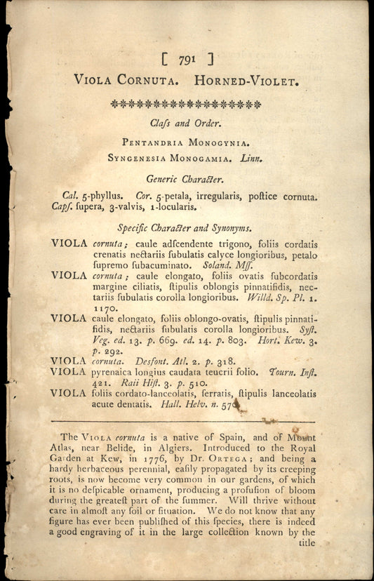 Plate 791 - Viola Cornuta