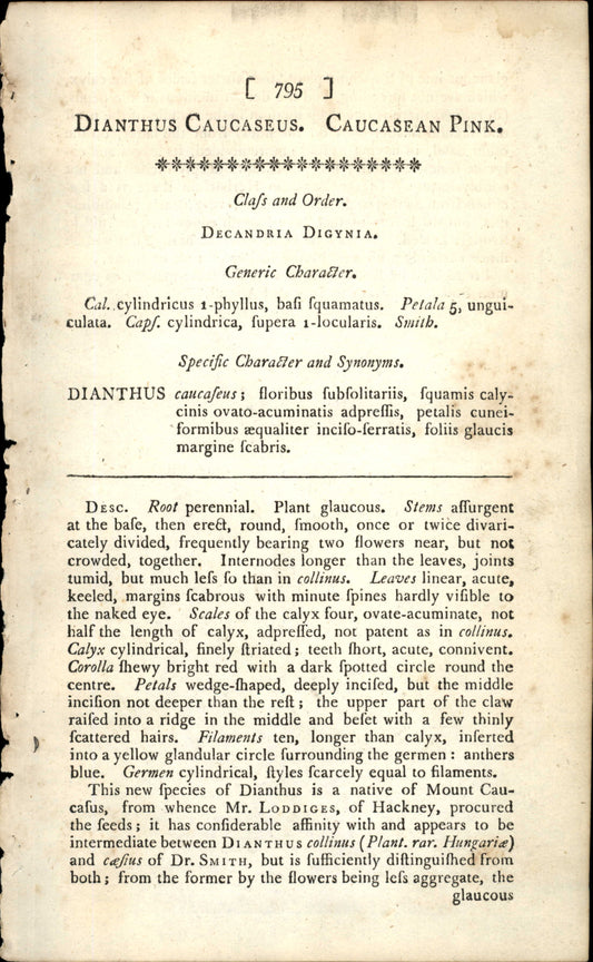 Plate 795 - Dianthus Caucaseus